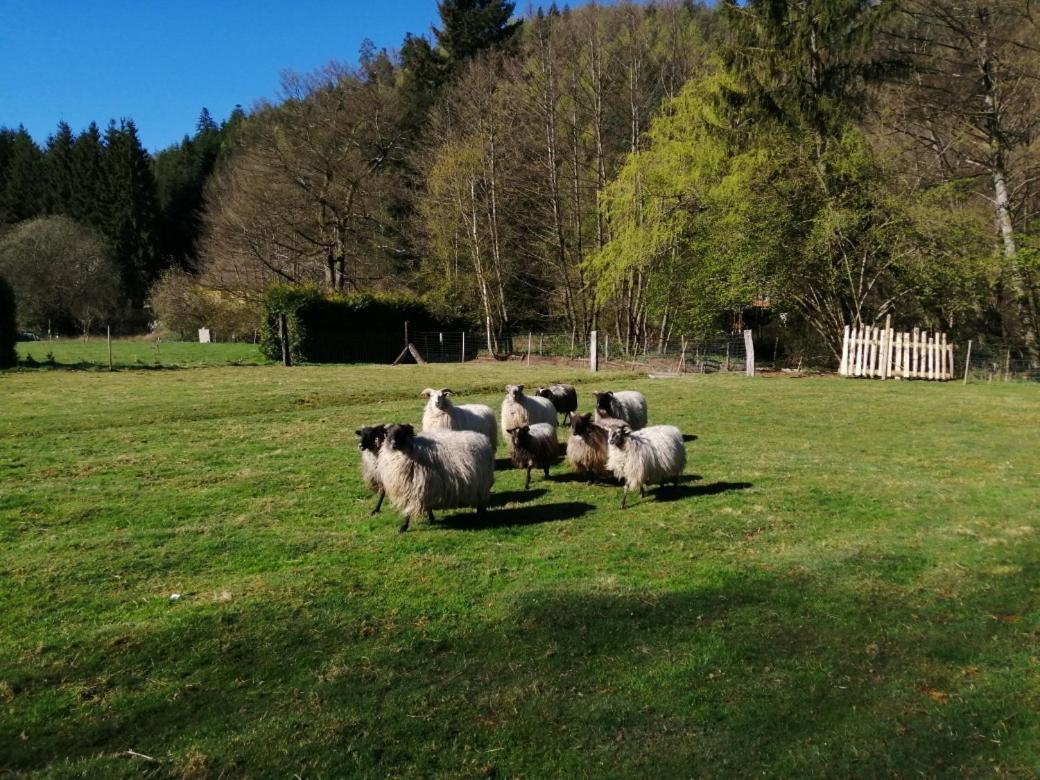 La Gambas Des Bois Villa Saint-Quirin Kültér fotó