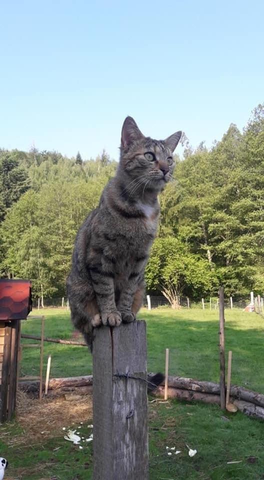 La Gambas Des Bois Villa Saint-Quirin Kültér fotó