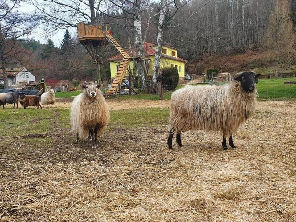 La Gambas Des Bois Villa Saint-Quirin Kültér fotó