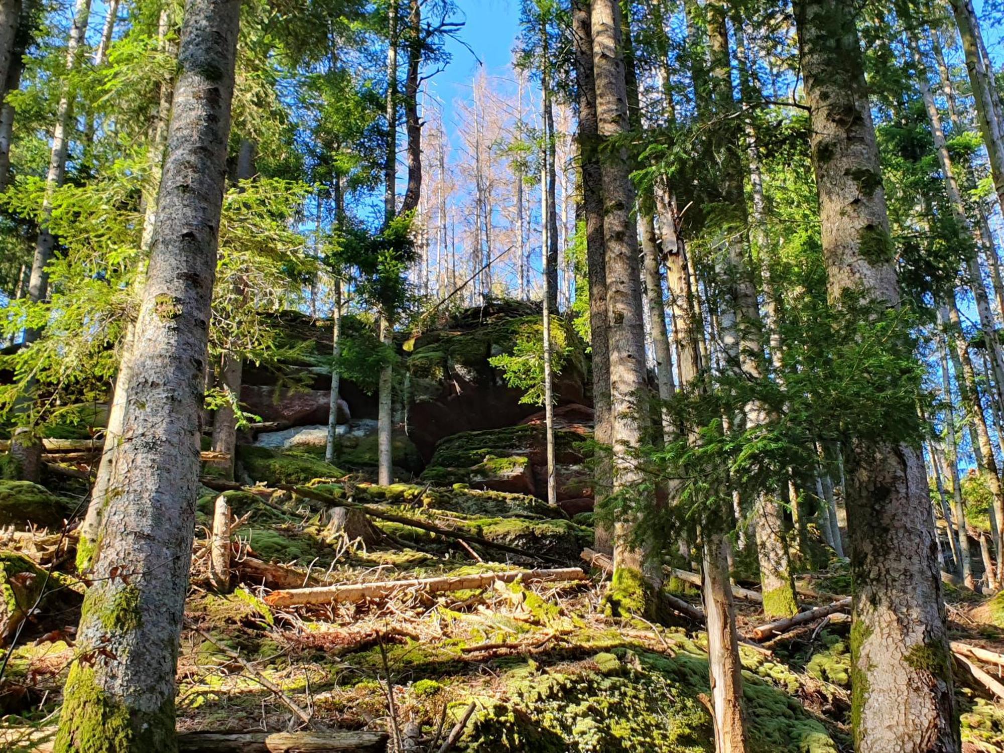 La Gambas Des Bois Villa Saint-Quirin Kültér fotó